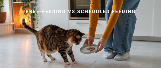 Free-Feeding vs Scheduled Feeding