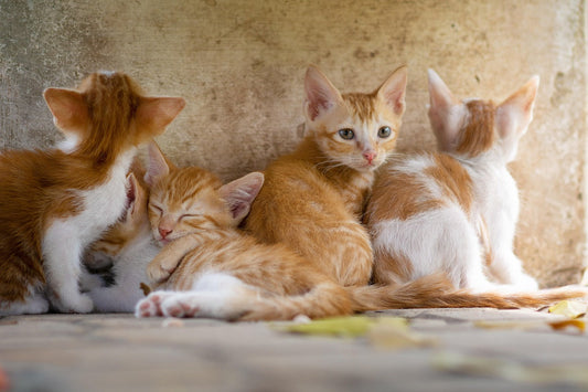 Multi cat feeding