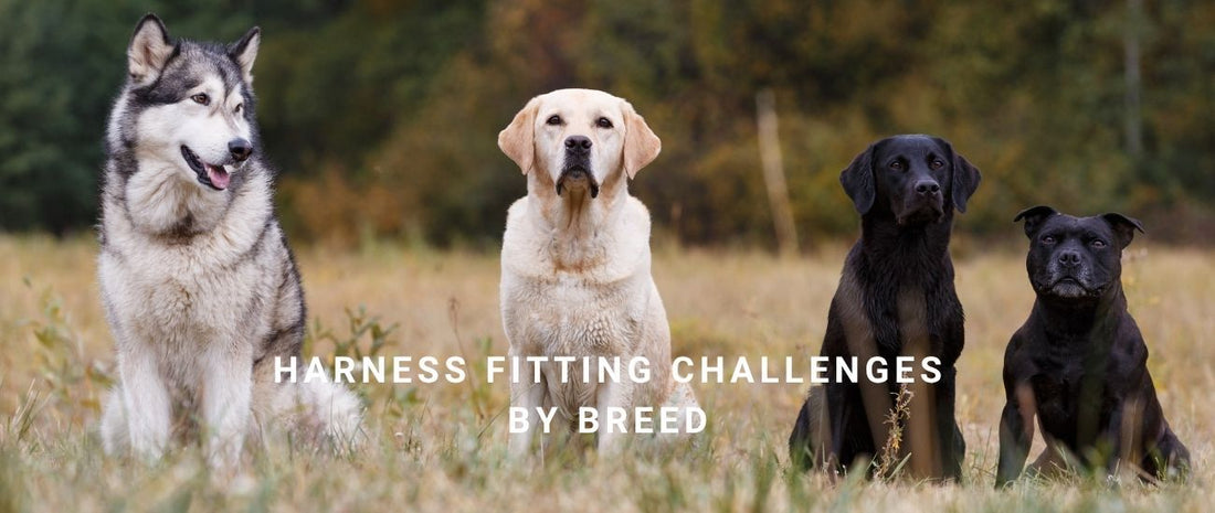 Harness Fitting Challenges by Breed