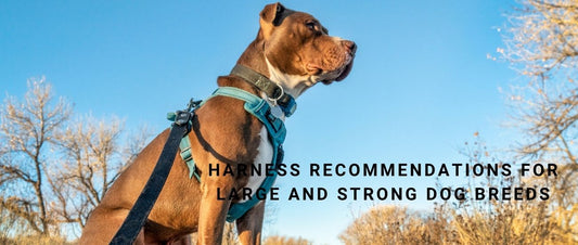 Harness Recommendations for Large and Strong Dog Breeds