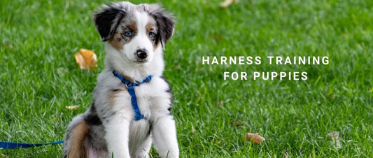Harness Training for Puppies