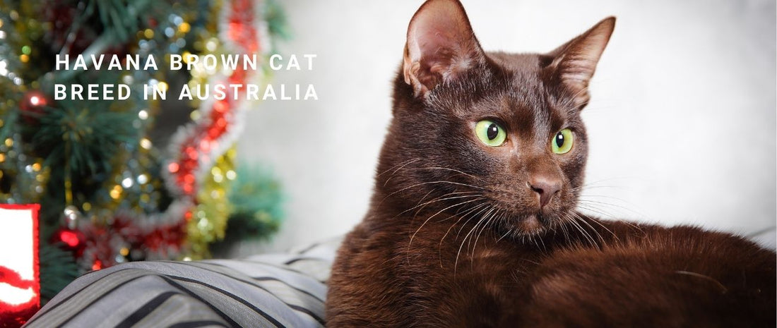 Havana Brown Cats in Australia