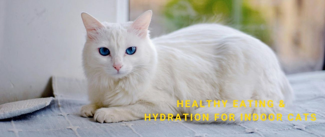 Healthy Eating & Hydration for Indoor Cats