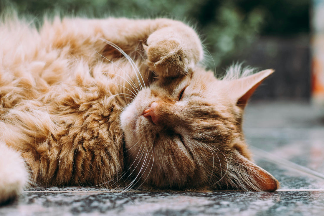 How to tell if a cat is stray?