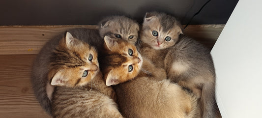 How Many Cats Can You Legally Own in Australia