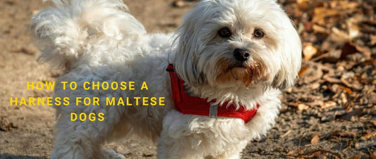 How to Choose a Harness for Maltese Dogs