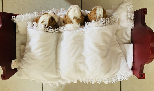 How to Clean a Dog Bed the Right Way