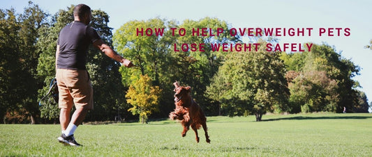 How to Help Overweight Pets Lose Weight Safely
