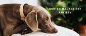 How to Manage Pet Anxiety
