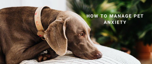 How to Manage Pet Anxiety