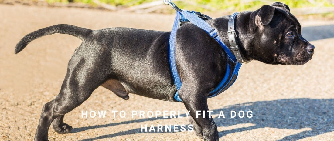 How to Properly Fit a Dog Harness