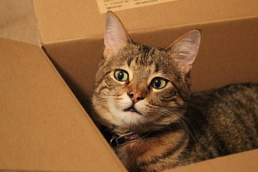 How To Stop Your Cat From Peeing On Your Bed