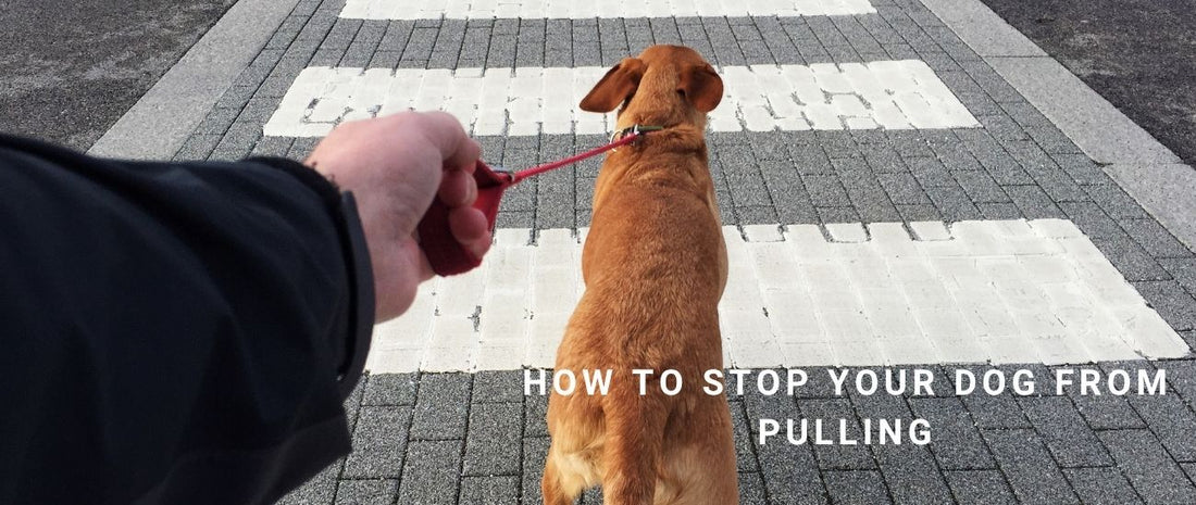 How to Stop Your Dog from Pulling