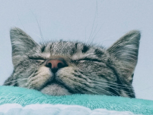 How to train a cat to sleep alone