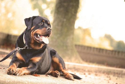 the Ideal Leash Length for Different Dog Breeds