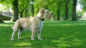 Irish Terrier Dog Breed