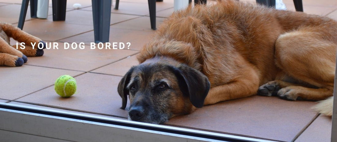 Is Your Dog Bored? Behavioural Signs and Enrichment Training for Mental Stimulation
