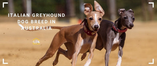 Italian Greyhound dog breed