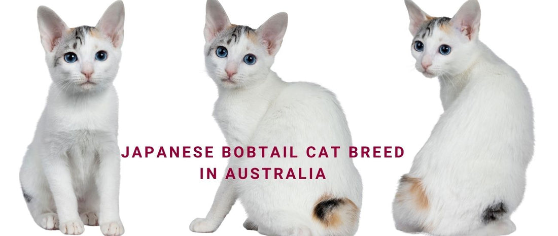 Japanese Bobtail Cats in Australia