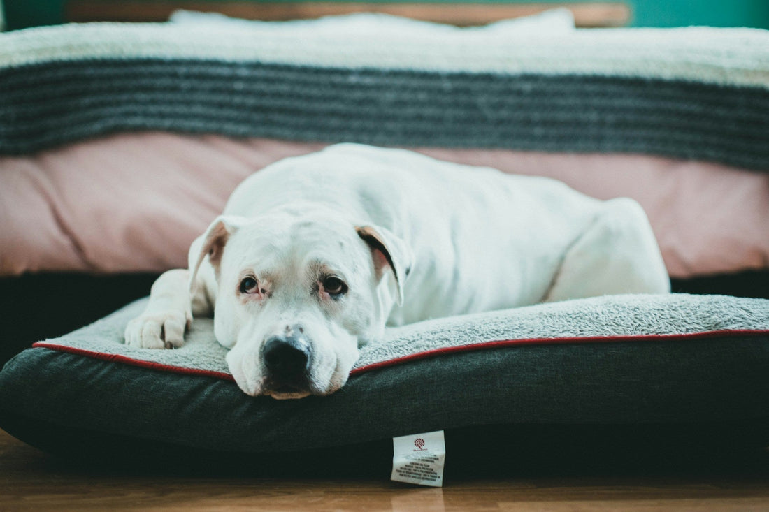 dog pee in bed