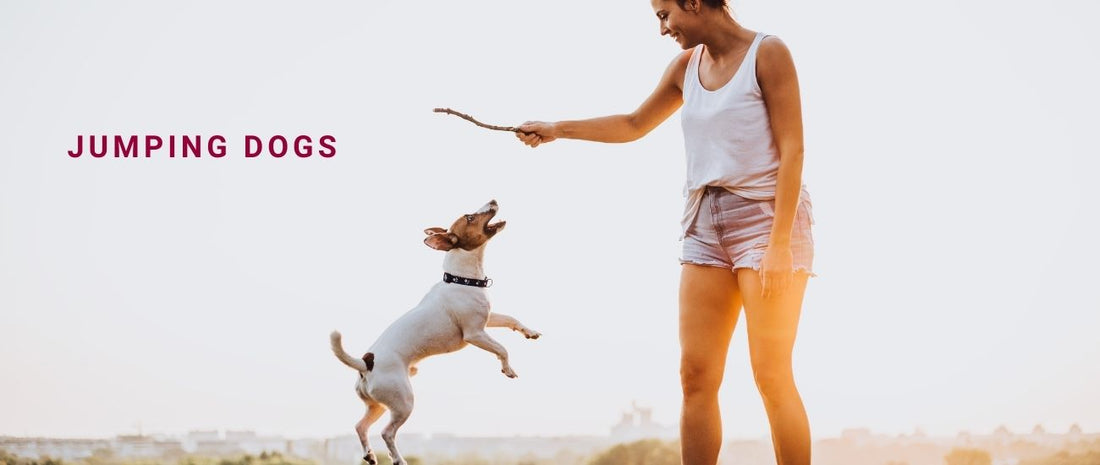 Jumping Dogs: Behavioural Reasons and Training for Polite Greetings