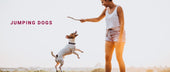 Jumping Dogs: Behavioural Reasons and Training for Polite Greetings
