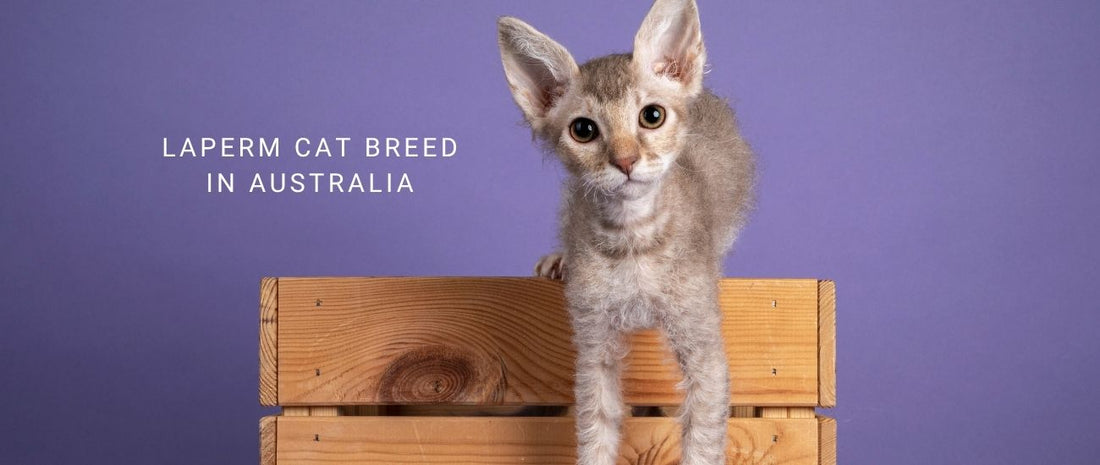 LaPerm Cat Breed in Australia