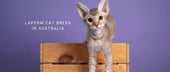 LaPerm Cat Breed in Australia