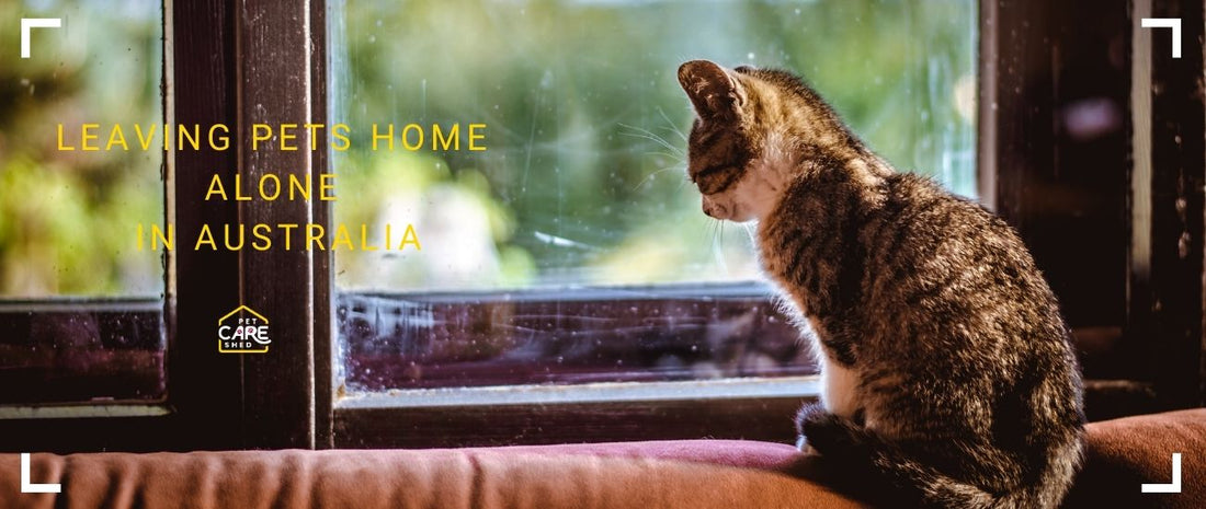 Leaving Pets Home Alone