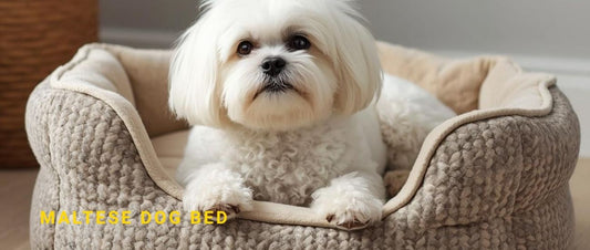Best Dog Beds for Maltese