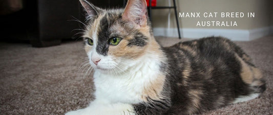 Manx Cats in Australia