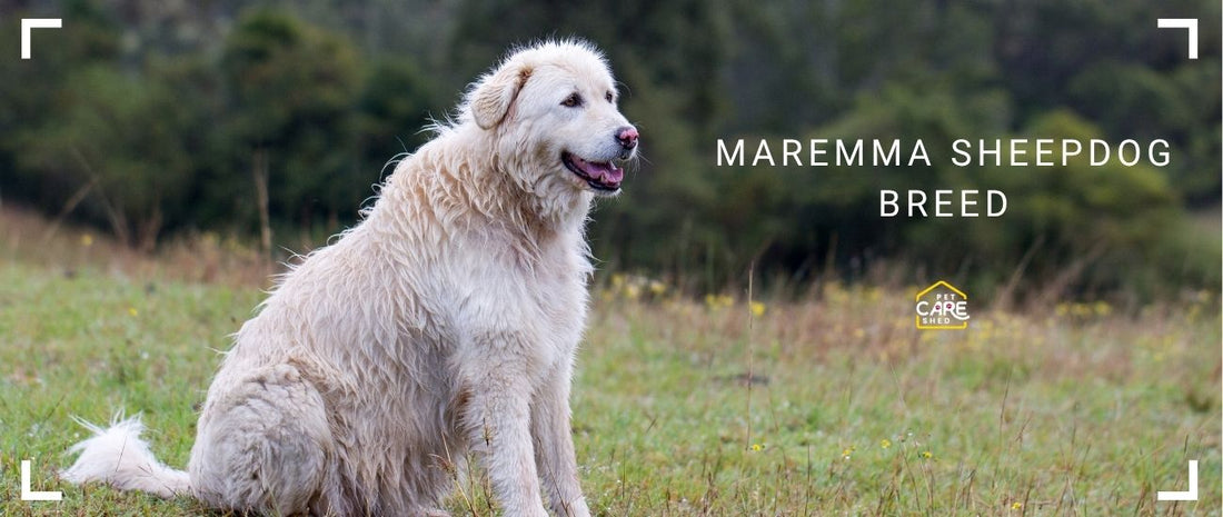 Maremma Sheepdog Breed