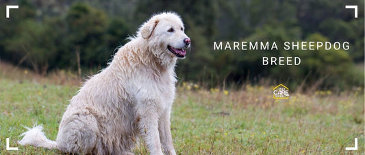 Maremma Sheepdog Breed