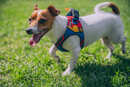 Measure Your Dog for the Perfect Harness Fit