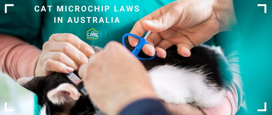 Microchip Laws in Australia