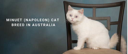 Minuet (Napoleon) Cats in Australia