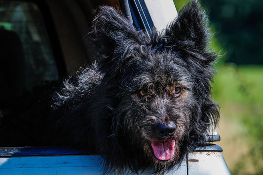 Mudi dog breed