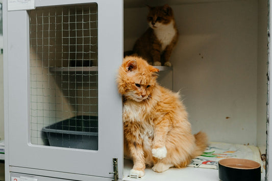 Insulated Multi-Cat Winter Shelter