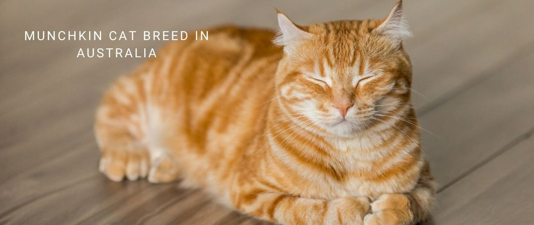Munchkin Cats in Australia