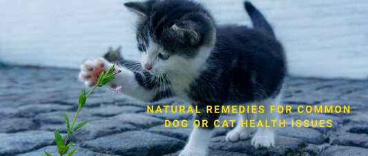 Natural Remedies for Common Dog or Cat Health Issues