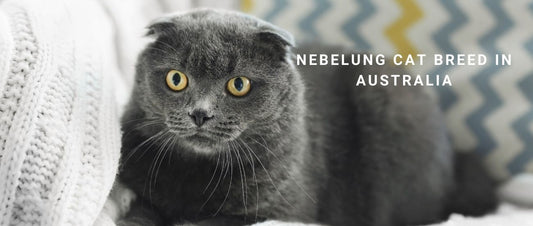 Nebelung Cats in Australia