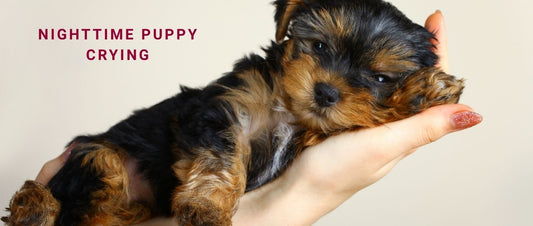 Nighttime Puppy Crying