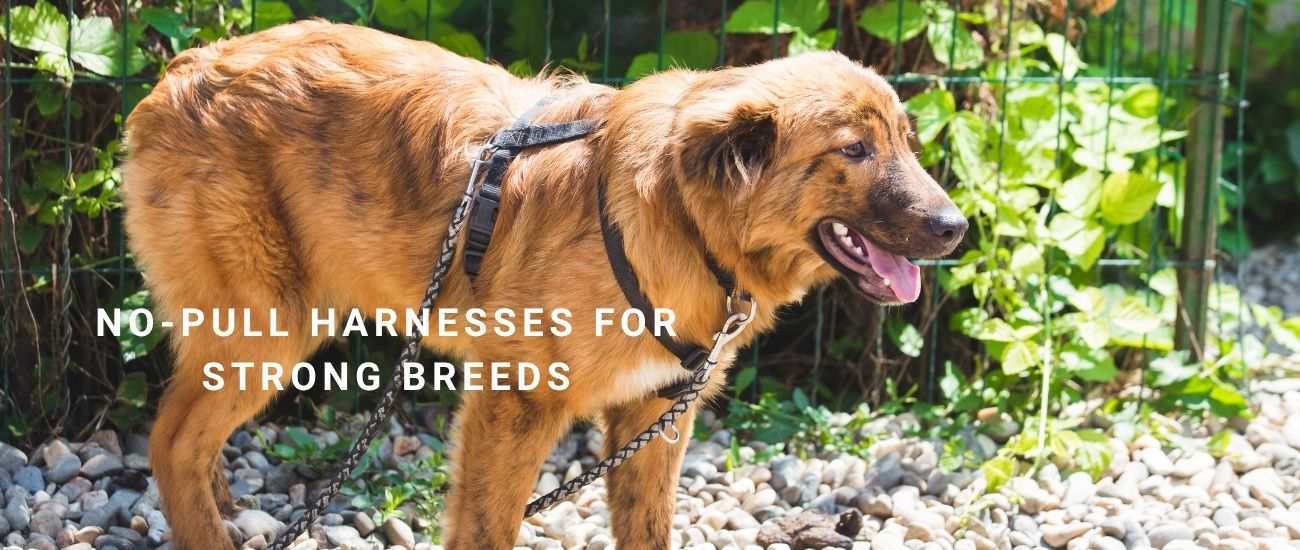 Image showcasing No-Pull Harnesses for Staffies & Boxers: Safe Control for Strong Breeds