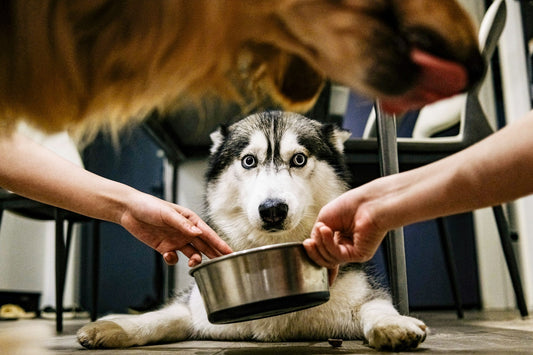 No-Spill Water Bowls for Large Dogs