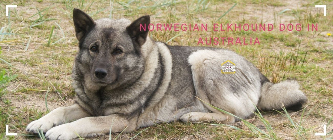 Norwegian Elkhound Dog Breed