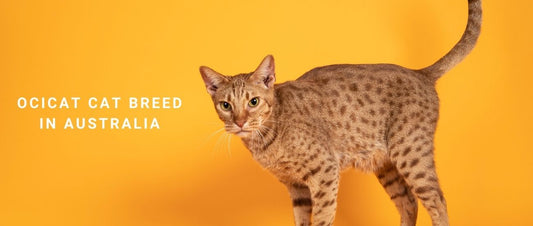 Ocicat Cats in Australia