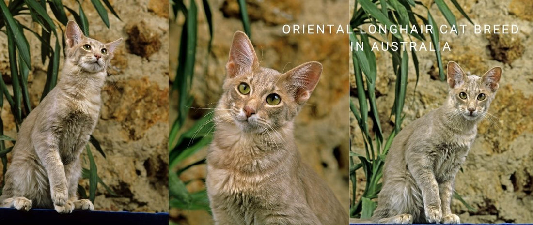 Oriental Longhair Cats in Australia