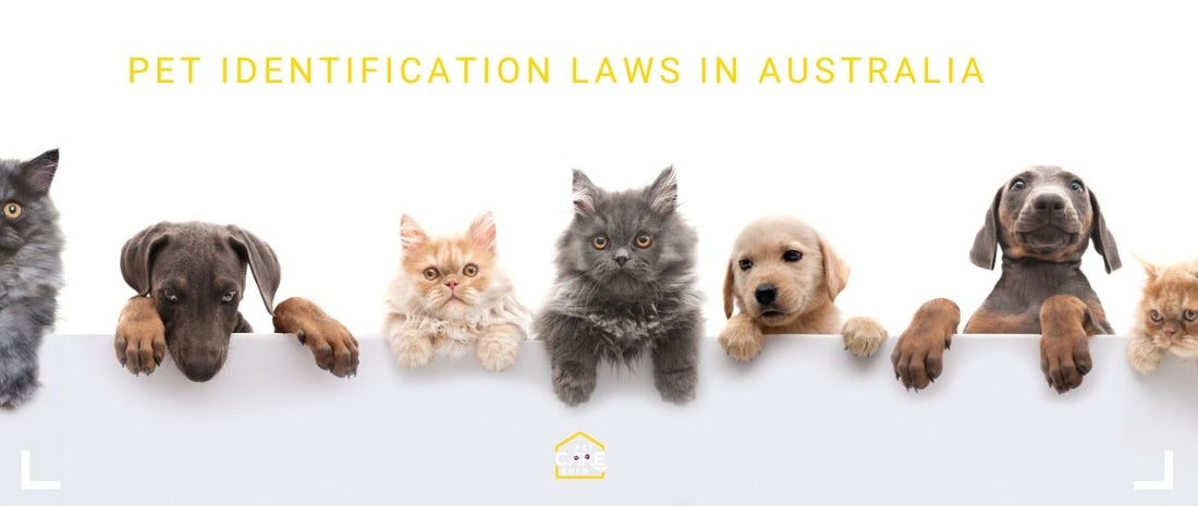 Pet Identification Laws in Australia