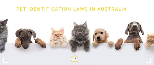 Pet Identification Laws in Australia
