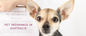 Pet Insurance in Australia: Is It Worth It?
